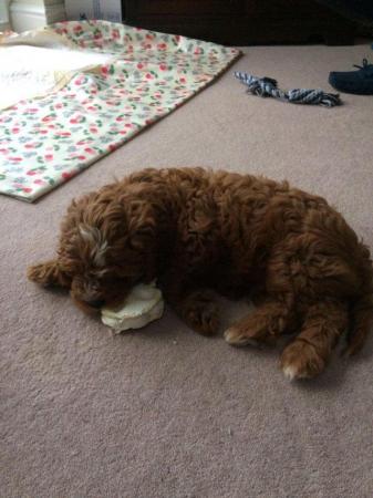 Image 32 of RED KC REG TOY POODLE FOR STUD ONLY! HEALTH TESTED