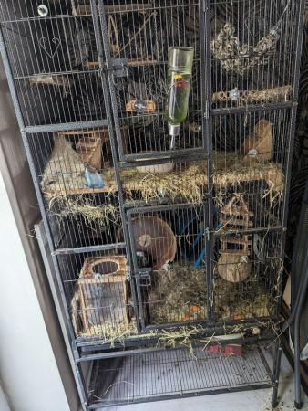 Image 2 of 2 female Degus with cage and accessories for sale