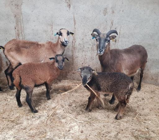Image 3 of RARE BREED - Cameroon sheep ewes &lambs