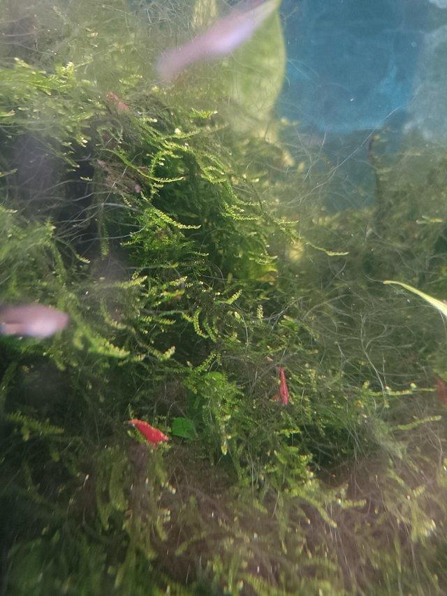 Preview of the first image of £1 each, Cherry shrimp for tropical fish tank £1 each..