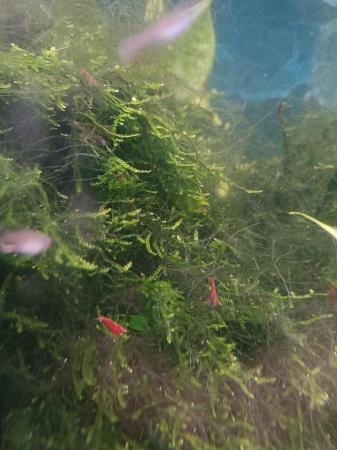 Image 1 of £1 each, Cherry shrimp for tropical fish tank £1 each.