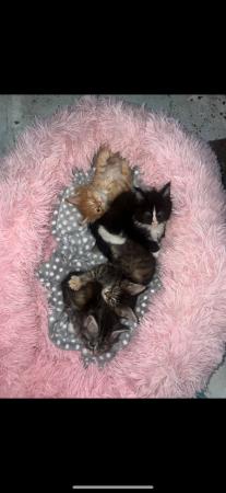 Image 3 of 2 Months old Pure breed Maine Coon Kittens!