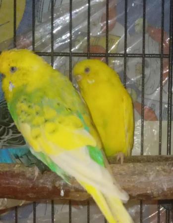 Image 6 of Budgies for sale liverpool