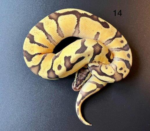 Image 11 of Ball/ Royal  python hatchlings