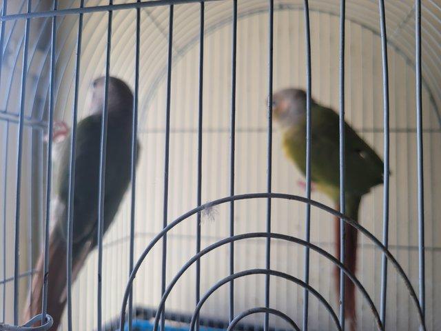 Preview of the first image of lovely breeding pair conures.