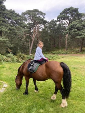 Image 1 of Lovely family pony, inc tack and access to 2 acres of land