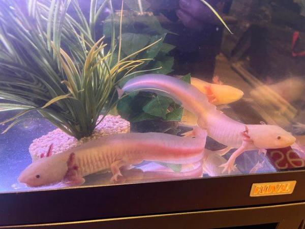 Image 3 of 2 year old Male axolotls available- various colours.
