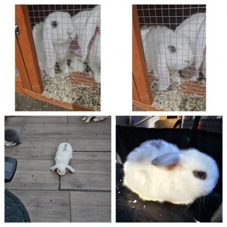 Image 2 of Gorgeous *Pure Bred* Giant Blue Eyed Lop Boy NowReady