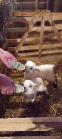 Image 3 of Valais Cross Beltex pet lambs