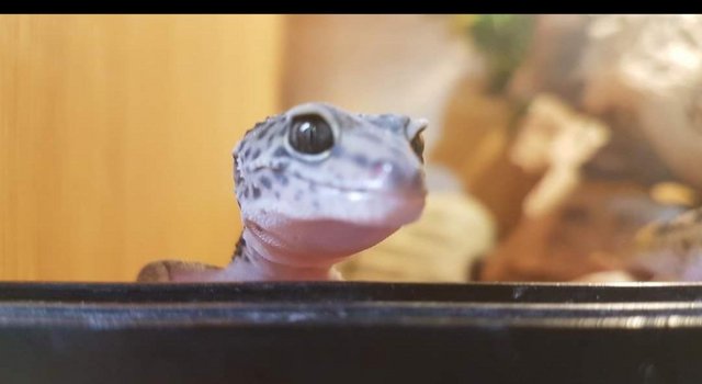 Image 1 of Baby Leopard Geckos at animaltastic
