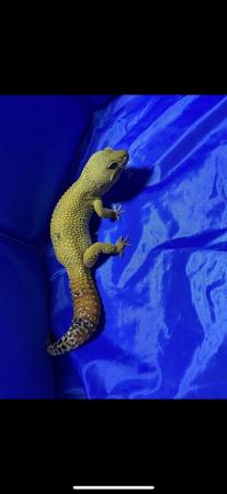 Image 3 of Male Hypo Carrot Tail Tangerine Leopard Gecko