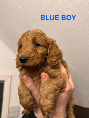 Image 4 of 2 x red male cockapoo puppies available end april