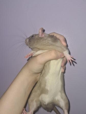 Image 5 of 2 male rats, roughly 3 months old.