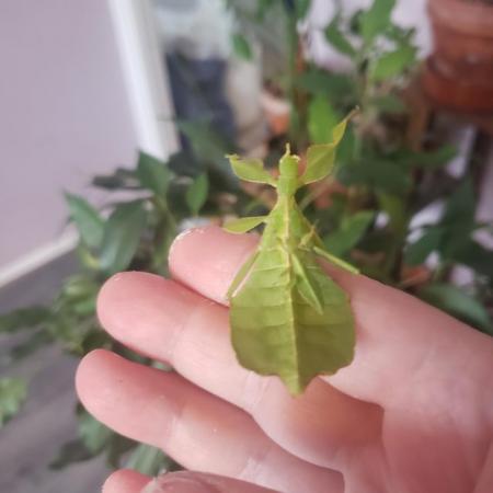 Image 5 of Lots of leaf insects. Rare mix