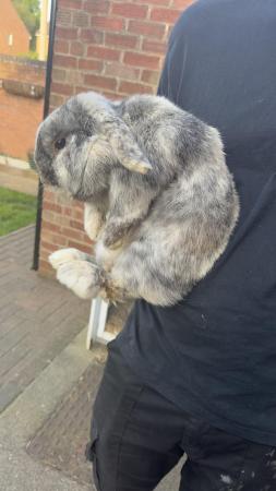 Image 2 of 2 year old mini lop rexy