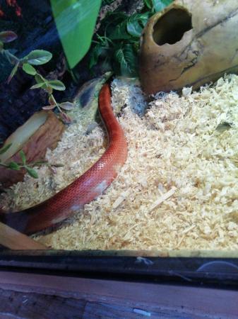 Image 5 of Pied bloodred  corn snake for sale