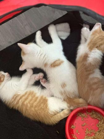 Image 8 of 6 weeks old ginger kittens