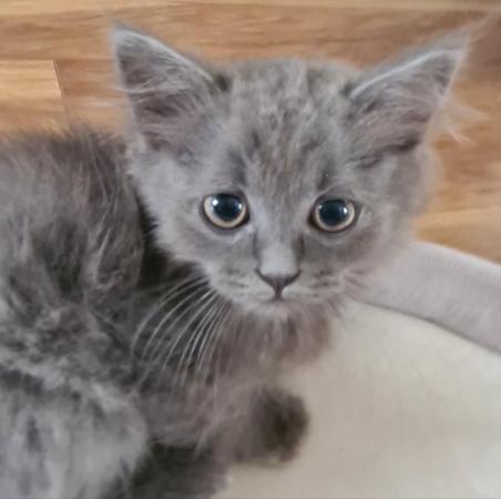 Image 10 of Ready to go beautiful ragdoll kittens