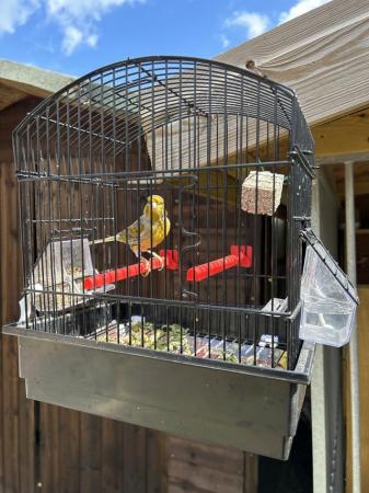 Image 5 of Fife Canary male for sale