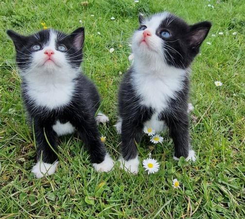 Image 8 of 3 beautiful British short haired kittens