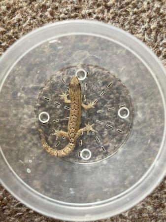Image 5 of Mourning Gecko’s for sale various ages