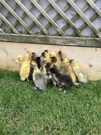 Image 5 of Day old Indian runner ducklings. Mixed colours
