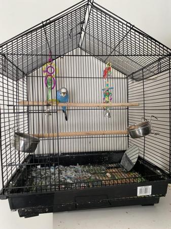 Image 2 of Budgie and cage water and food bowls