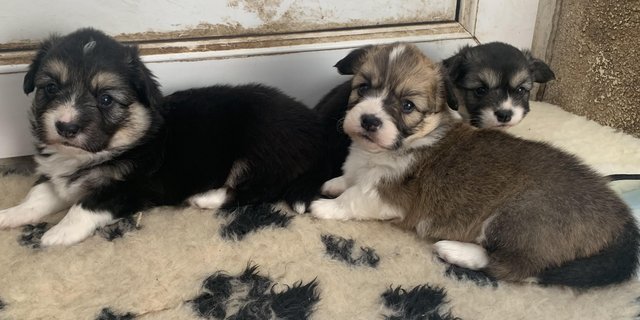 Image 8 of 3 Gorgeous KC Corgi Puppies for Sale