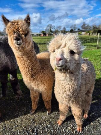 Image 2 of ENTIRE ALPACA 7 MONTHS OLD