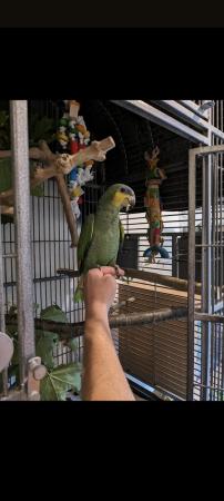 Image 3 of 1 year old hand reared, DNA sexed male Orange Winged Amazon
