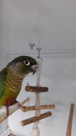 Image 5 of 2 Not Tame Green Cheek Conures