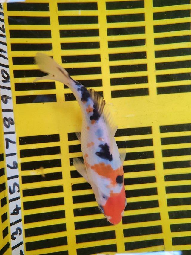 Preview of the first image of KOI POND FISH HEALTHY AND STRONG 8 INCH.