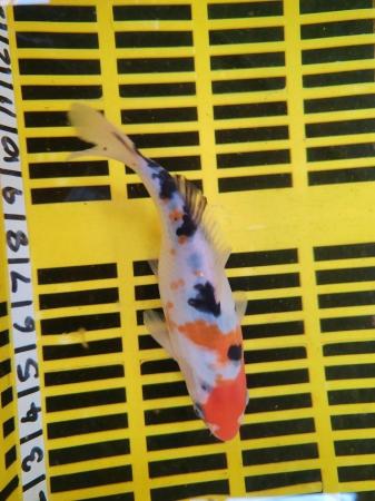 Image 1 of KOI POND FISH HEALTHY AND STRONG 8 INCH