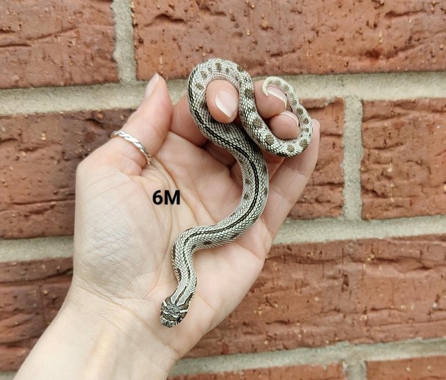 Preview of the first image of *CB2023 Western Hognose Snakes*.
