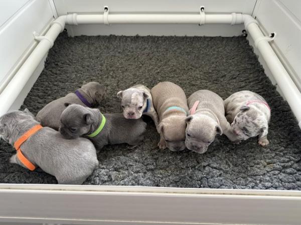 Image 46 of French bulldog Puppys quality litter PP avail