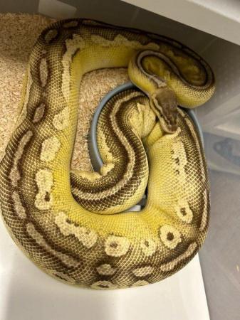 Image 4 of Ball Pythons AVAILABLE | Proven Females | Hatchlings