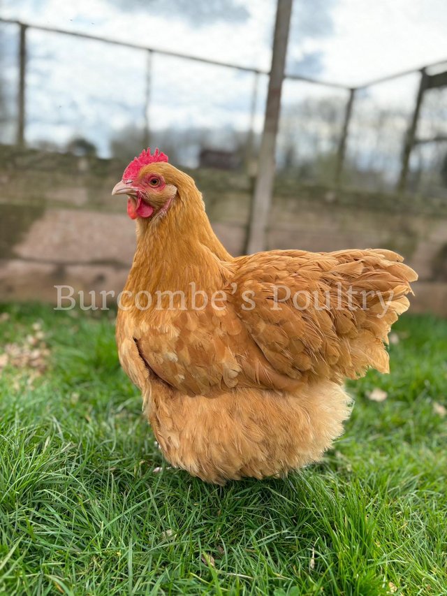 Preview of the first image of Buff Orpington Large fowl Hatching Eggs.