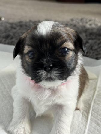 Image 4 of 5 week old Scih Tzu puppies for sale