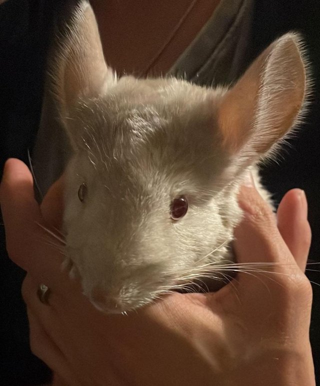 Preview of the first image of 1 month old Chinchilla NOT SEXED.