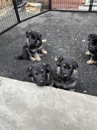 Image 8 of German shepherd puppies ready now