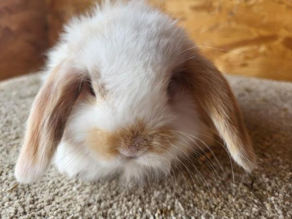 Image 12 of Baby Mini Lop Buck For Reserving (2)