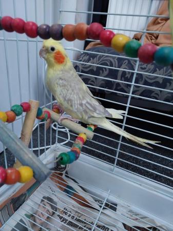 Image 1 of 2 beautiful cockatiels for sale