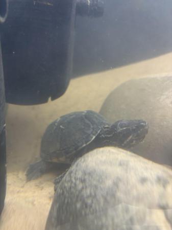 Image 2 of 2 musk turtles that need rehoming