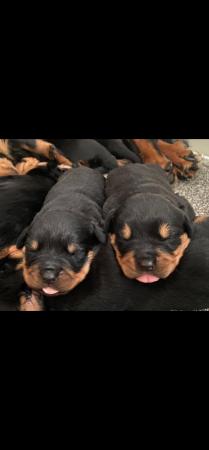 Image 3 of Beautiful chunky rottweiler puppies