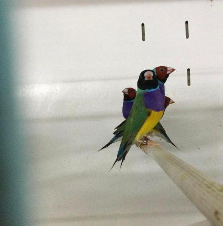 Image 5 of 2022 Gouldian Finches. £99pr!!!!