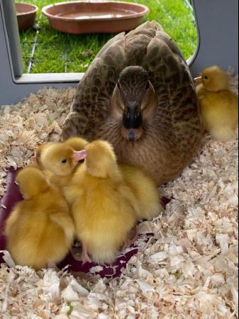 Image 1 of Call duck hatching eggs for sale.