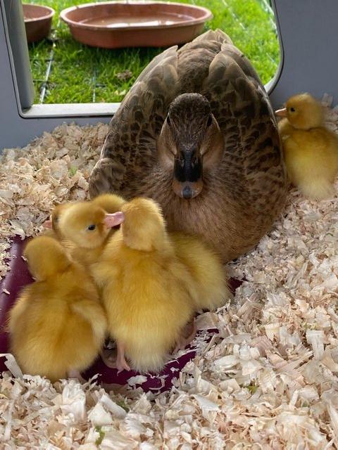 Preview of the first image of Call duck hatching eggs for sale..
