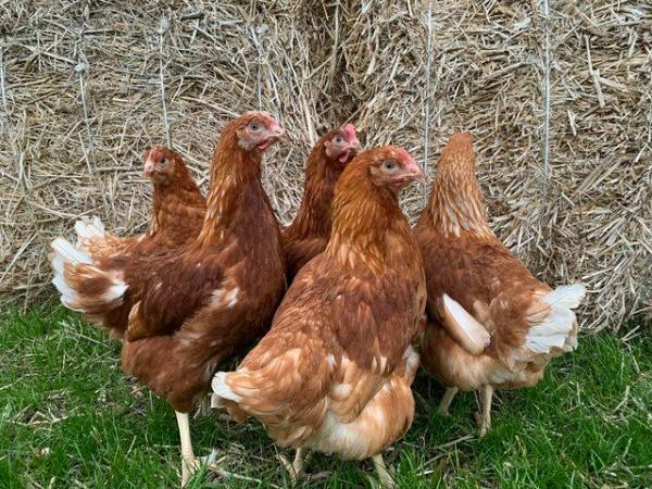 Image 2 of Chickens for sale cream legbars, Pekins, aracunas, Goldtops