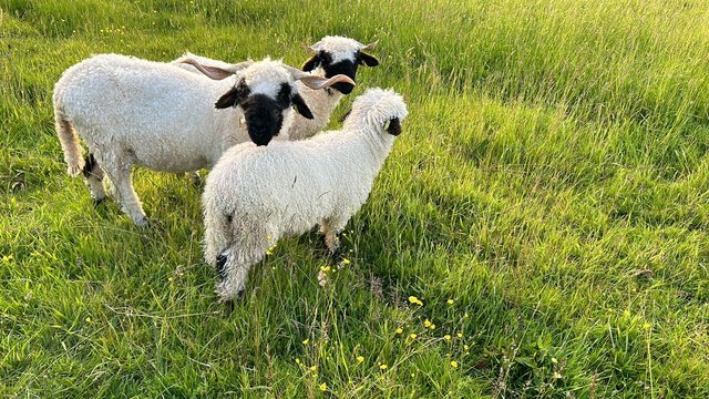 Image 2 of Pedigree Valais Blacknose ewes