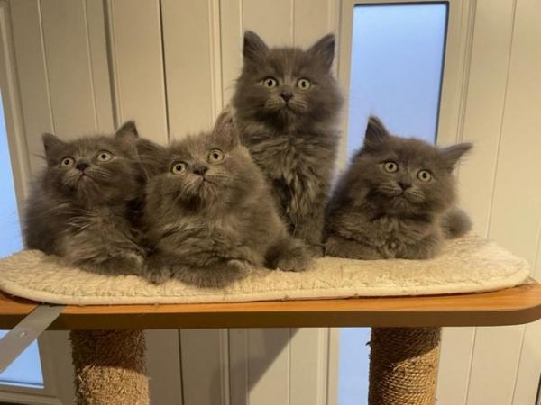 Image 1 of ??Ready NOW! Grey British Shorthair Kittens ??????